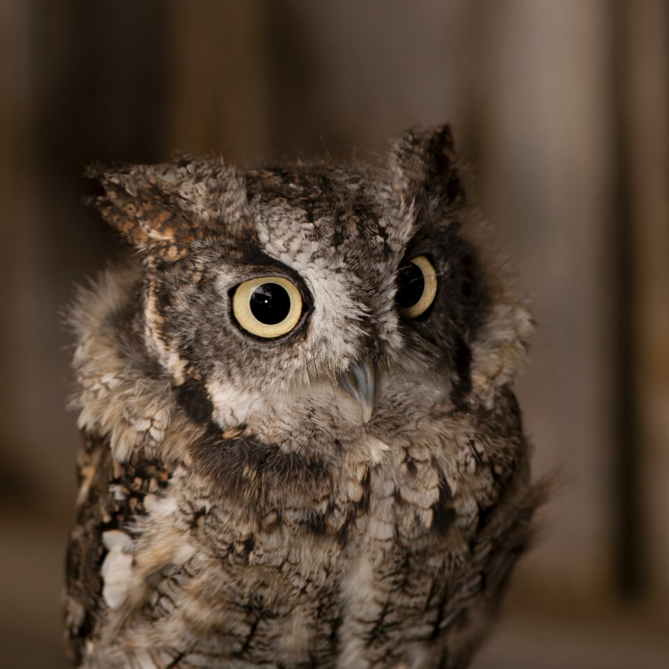Little duke owl raptor