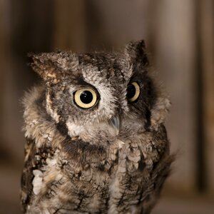 Little duke owl raptor
