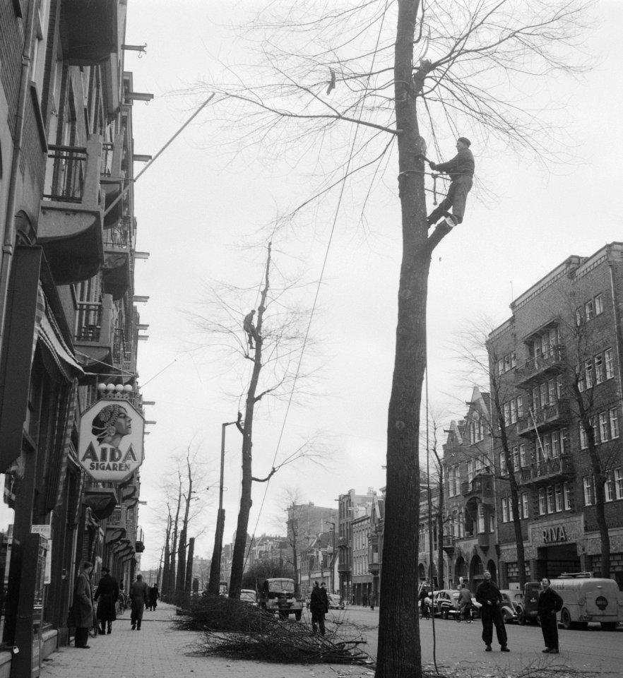 Houthakkers in de bomen aan de Overtoom, Bestanddeelnr 904-5124