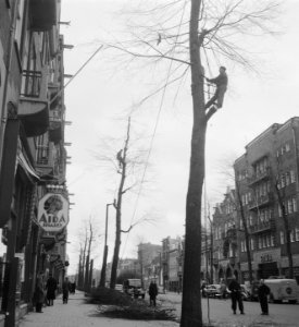 Houthakkers in de bomen aan de Overtoom, Bestanddeelnr 904-5124