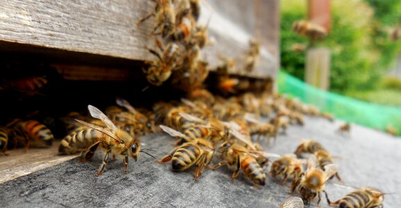 Prey honey bees beekeeper photo