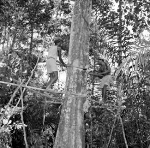 Houtkappen in Suriname, Bestanddeelnr 252-2515