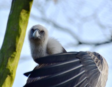 Bird nature animal world