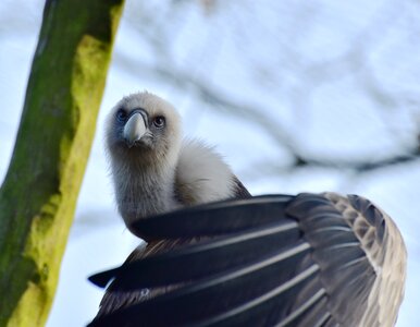 Bird nature animal world photo