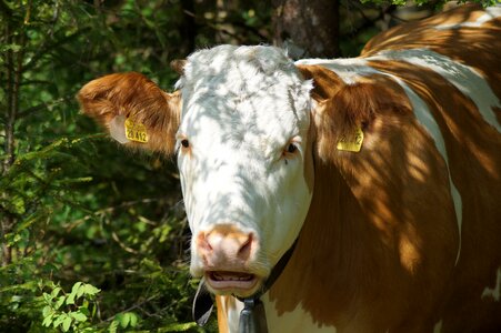 Livestock alpine milk cow