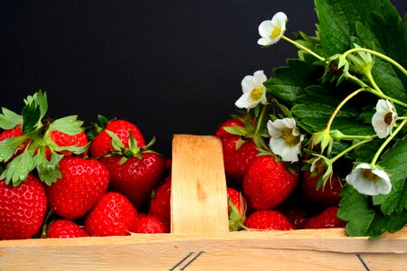Strawberry field fruit vitamins photo