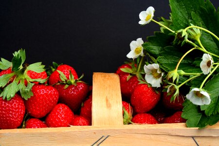 Strawberry field fruit vitamins