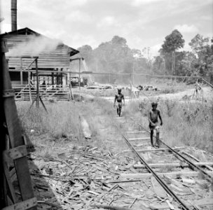 Houtfabriek in Suriname, Bestanddeelnr 252-2439