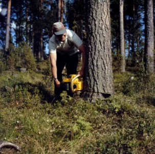 Houthakken bij Kuopio, centrum Finland, Bestanddeelnr 254-7416