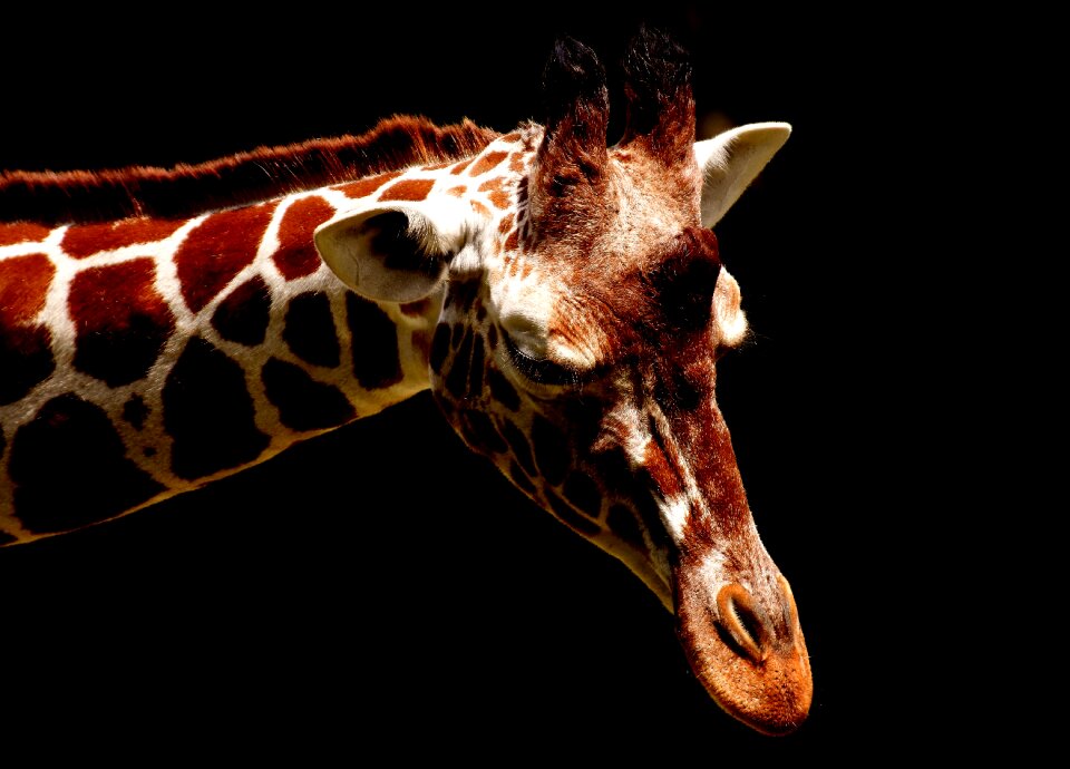 Long jibe animals africa