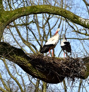 Bill rattle stork white stork