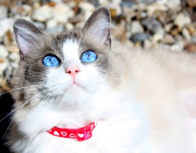 Adorable eyes face photo