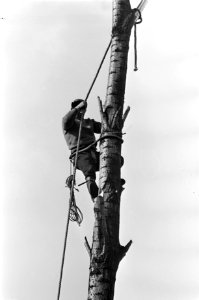Houthakker aan het werk in de tuin, Bestanddeelnr 921-1645