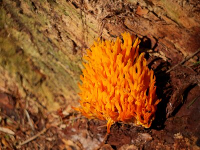 Fungi autumn orange photo
