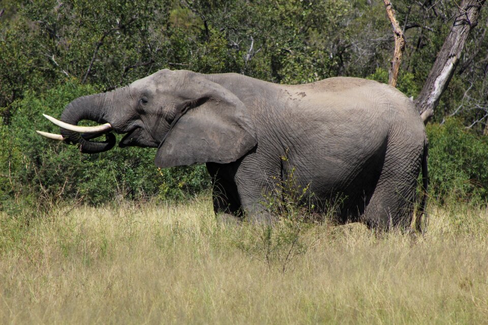 Wild safari endangered