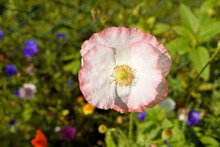 The white poppy with a red border filigree summer