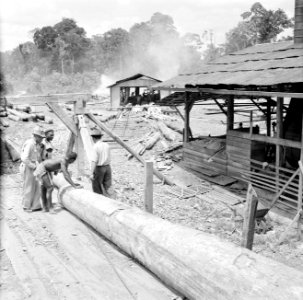 Houtfabriek in Suriname, Bestanddeelnr 252-2444