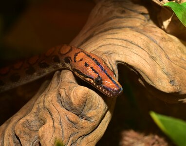Scale brazilian red rainbow boa close up