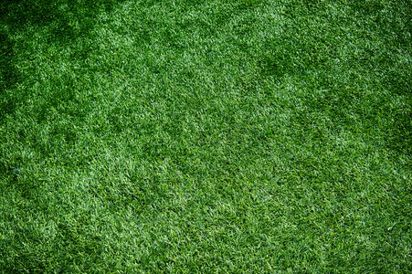 Lawn green grass turf photo