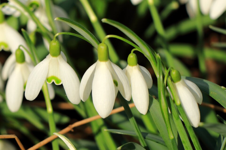 Nature spring blossom