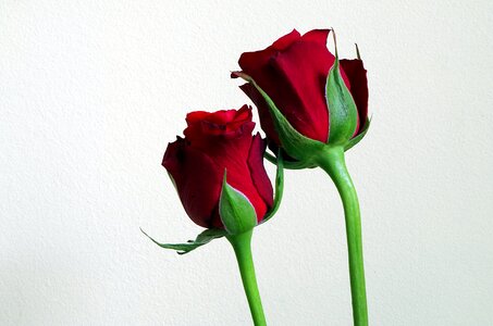 Flowers red roses composition