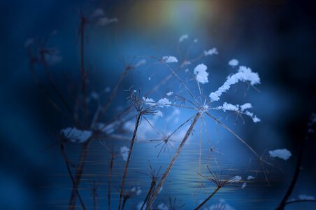 Cold nature snow