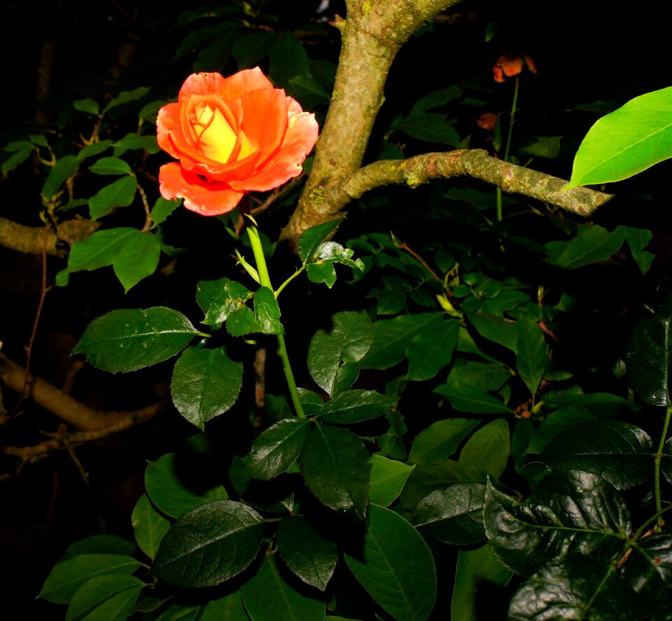 Red rose shadow summer