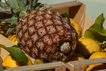 Lemons exotic fruits market