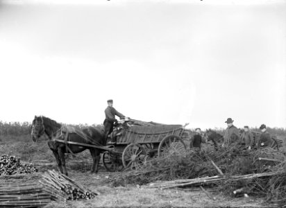 Houtbewerking, mannen, paarden, wagens, transporteren, hout, dennen, Bestanddeelnr 165-0548