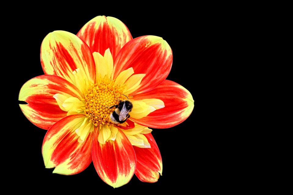 Bloom autumn garden