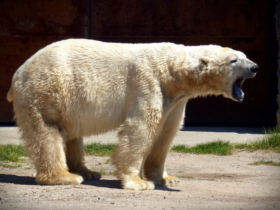 Fur white white bear