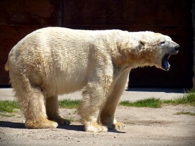 Fur white white bear photo