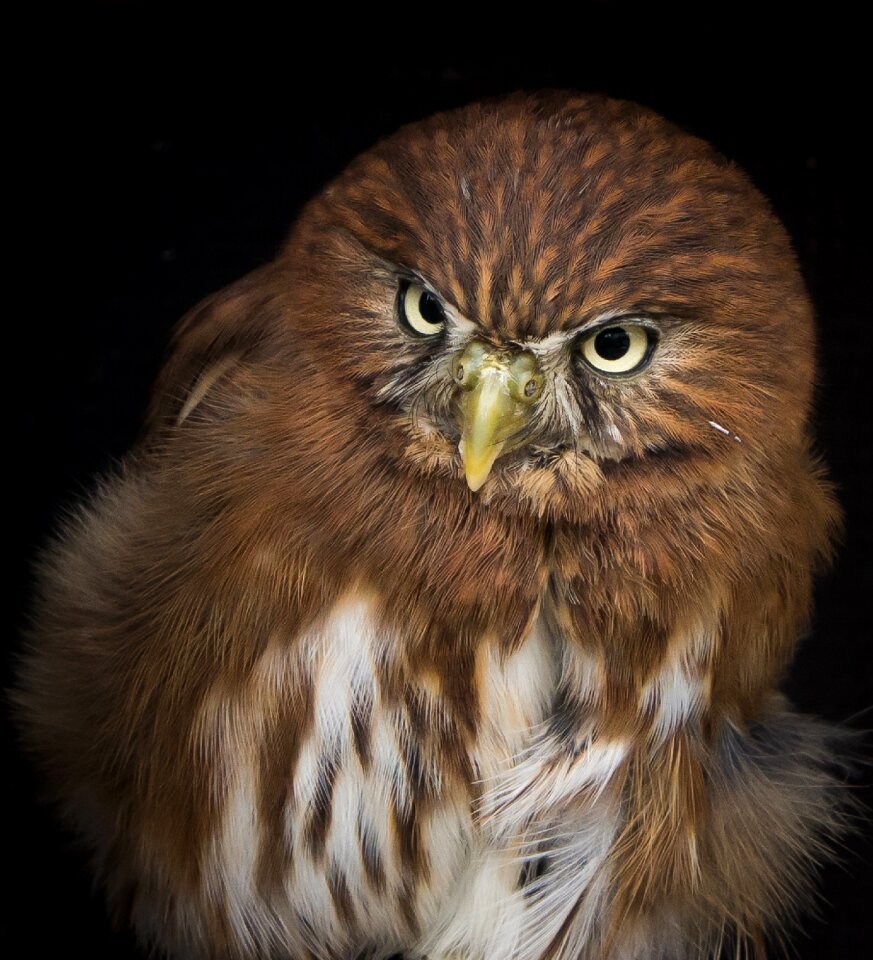 Falconry animal feather