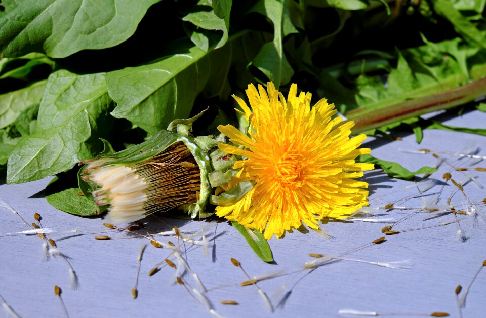 Bloom bloom yellow