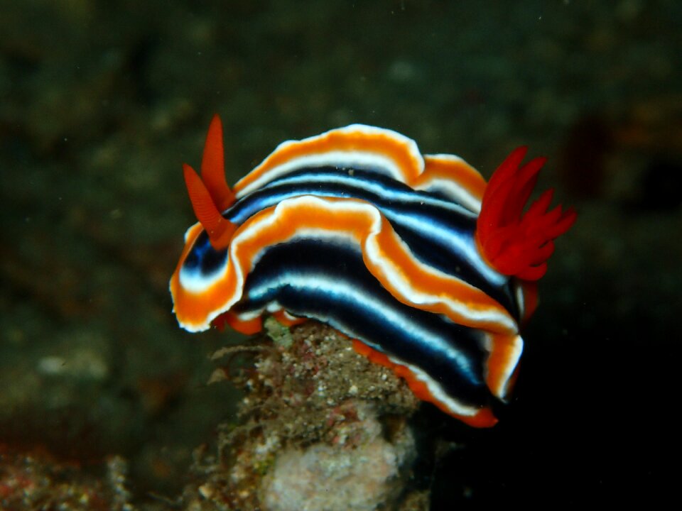 Reef coral fish photo