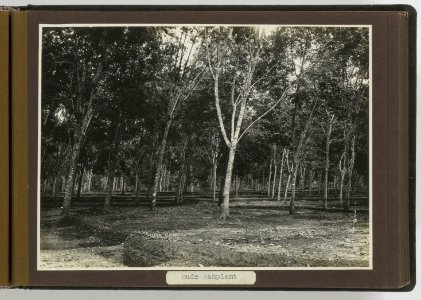 Hoofdpersoneel Deli Maatschappij 1892, Bestanddeelnr 857 P30
