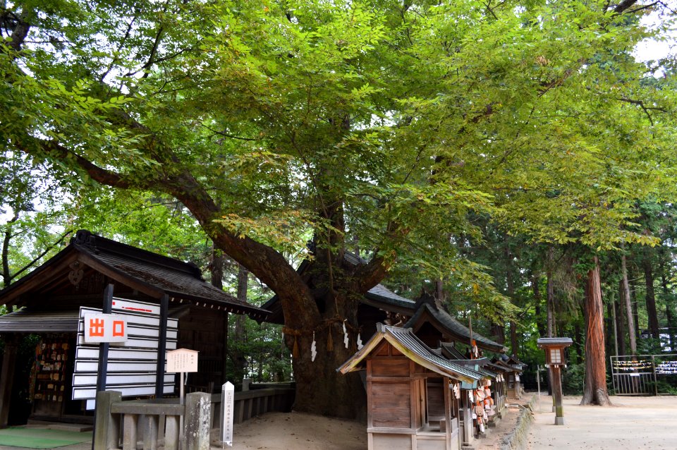 Hotaka-jinja Wakamiya-keyaki