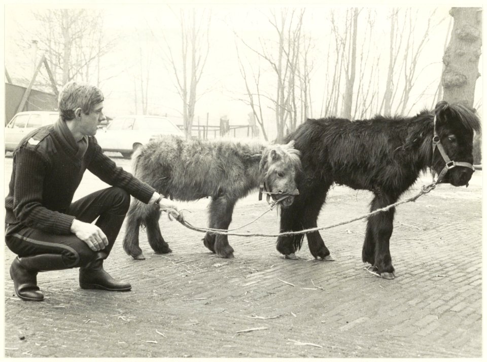 Hoofdagent van Rooyen met verwaarloosde pony's. NL-HlmNHA 54021235