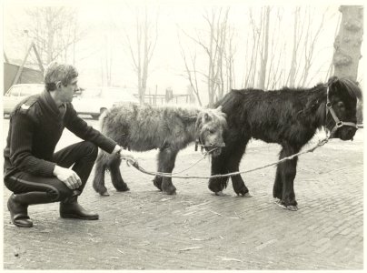 Hoofdagent van Rooyen met verwaarloosde pony's. NL-HlmNHA 54021235