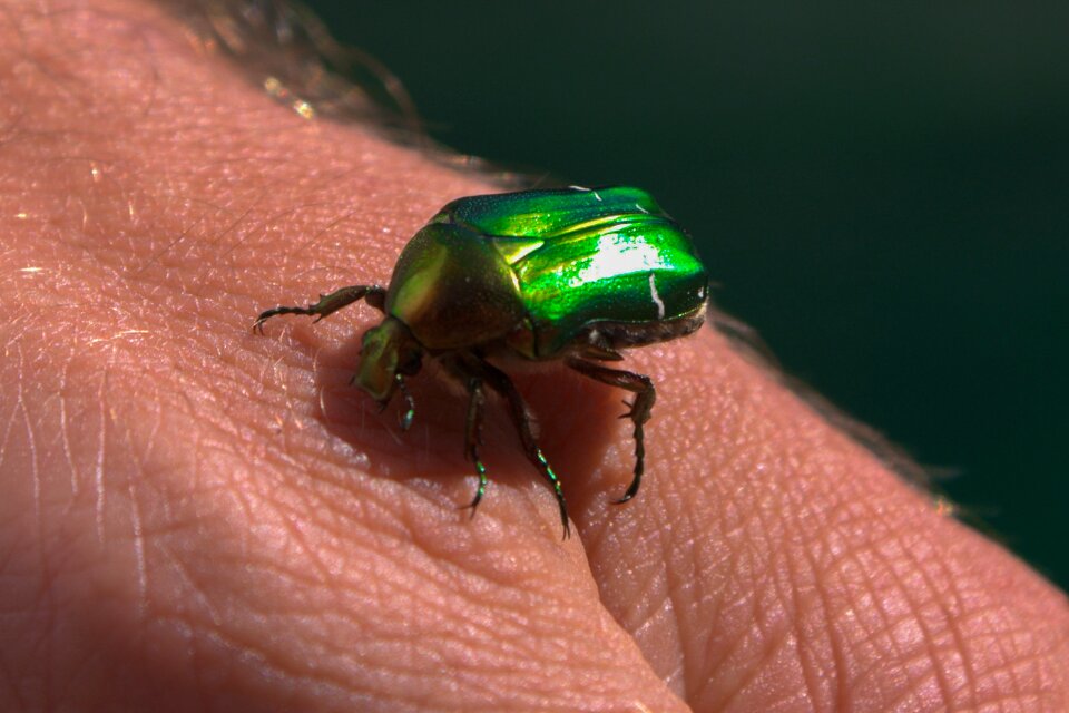 Dung beetle krabbeltier hand