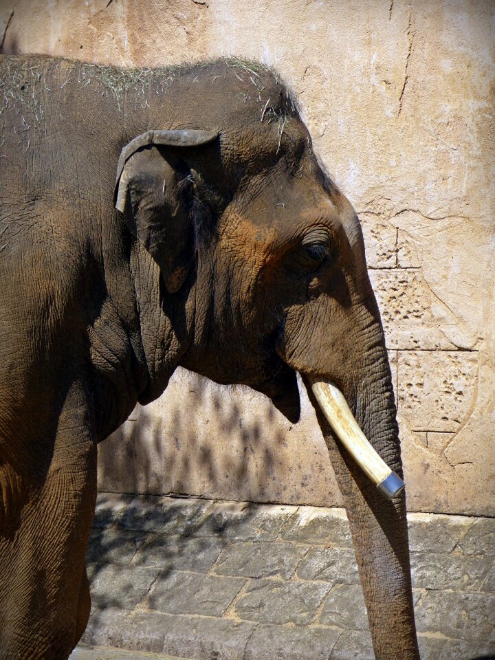 Proboscis memory tusk