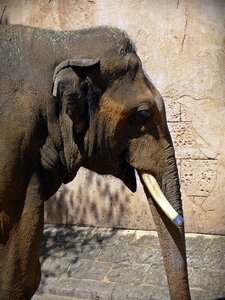 Proboscis memory tusk