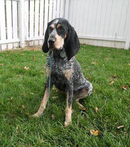 Breed canine coonhound