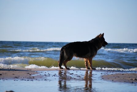 Nature the baltic sea animal