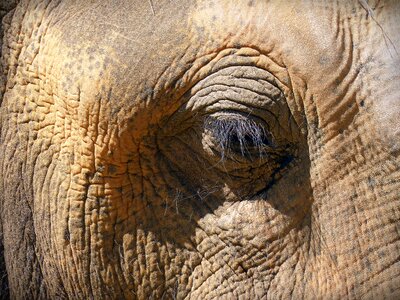 Eyelashes wrinkled elephant