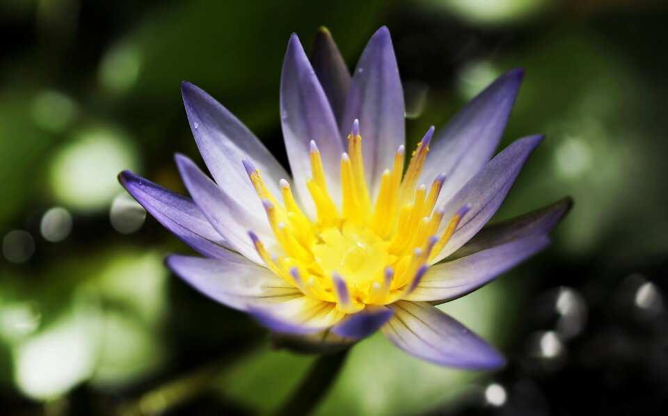 Blossom bloom pond photo