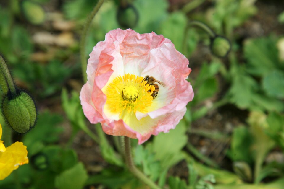 Nature plants flowers