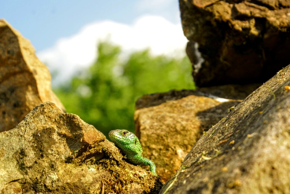 Animals summer the lizard
