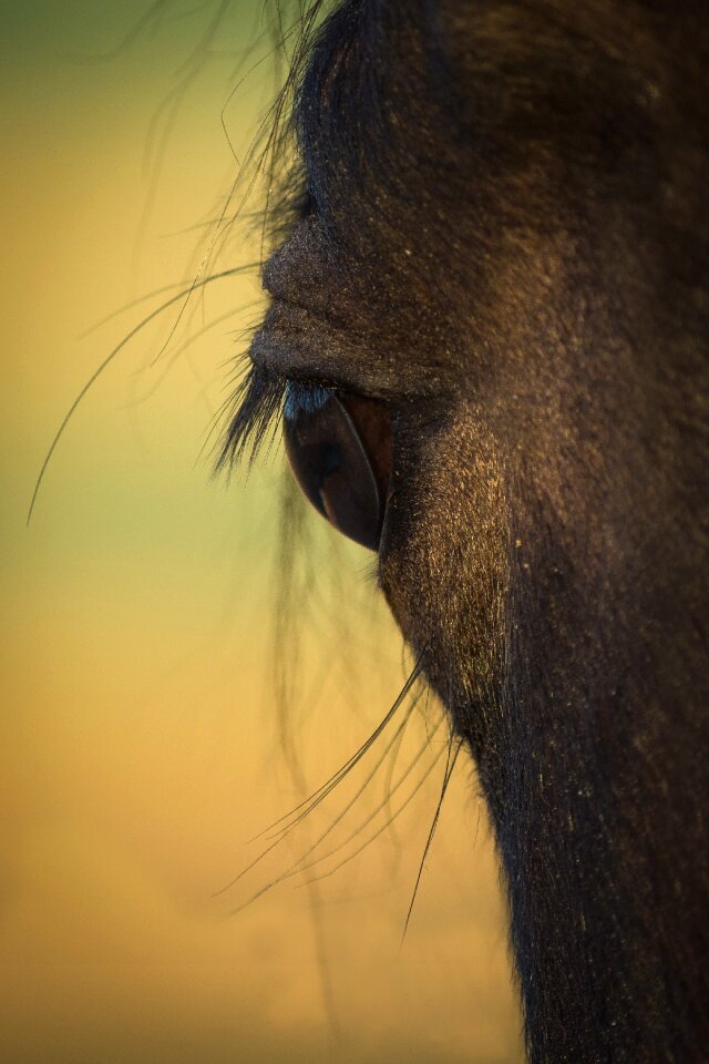 Pferdeportrait animal horse head