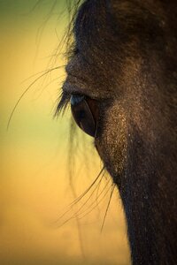 Pferdeportrait animal horse head photo